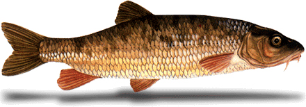 Barbeau méridional (CSP ©)