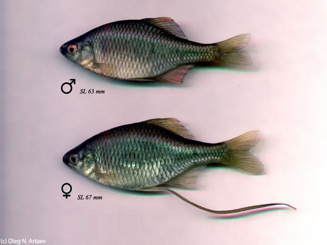 Bouvières en reproduction