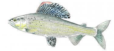 Ombre commun (FNPF ©)