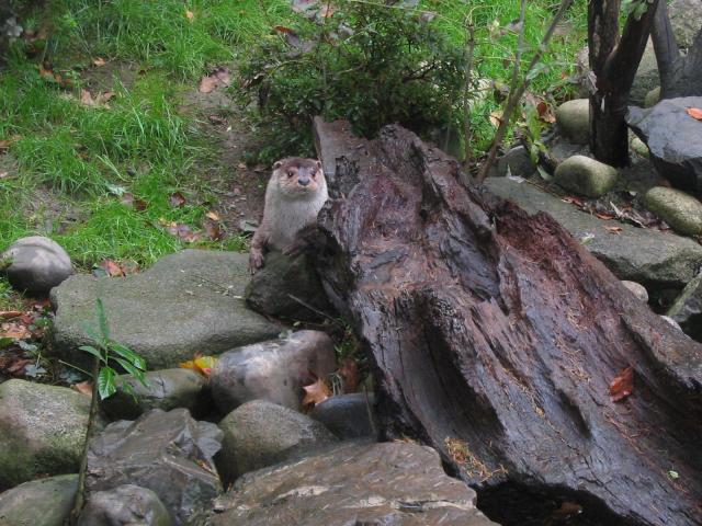 Loutre d'Europe (ANA ©)