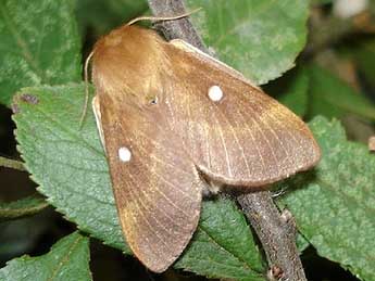 Laineuse du prunellier (lepinet.fr)