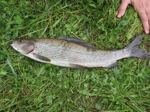 Ombre du Salat (FDAAPPMA ©)