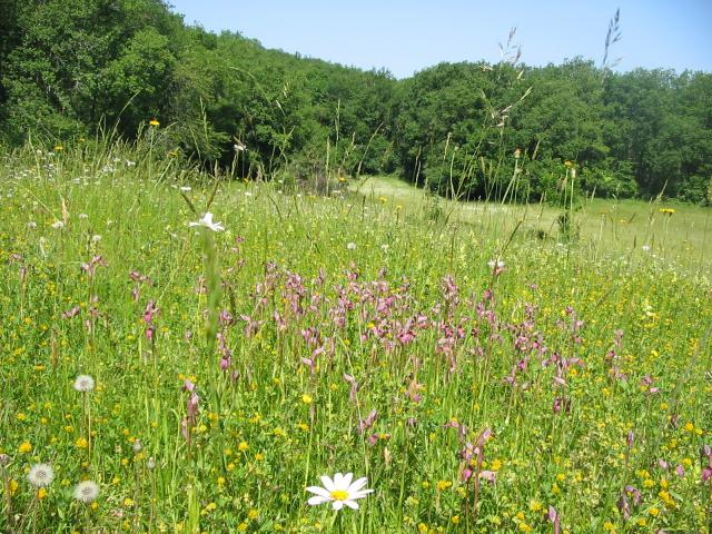 Pelouse méditerranéenne xérique (ANA ©)