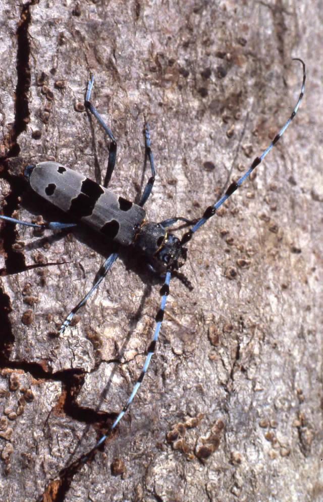 Rosalie des Alpes (J.P. Mary ©)