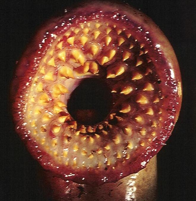 Ventouse de lamproie marine