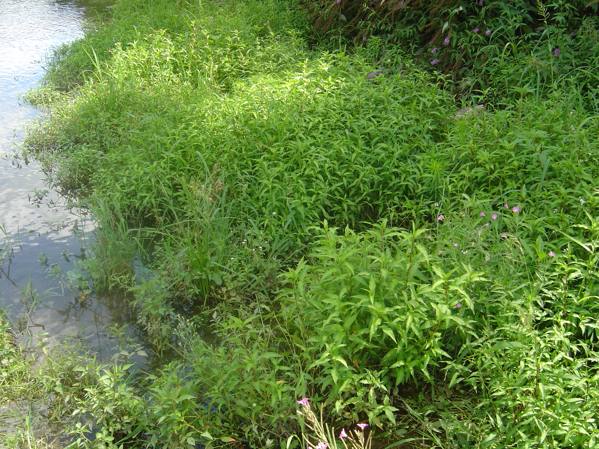 Berge vaseuse (ANA ©)