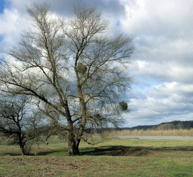 Peuplier noir (INRA ©)