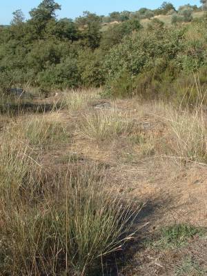 Pelouse méditerranéenne xérique (ANA ©)