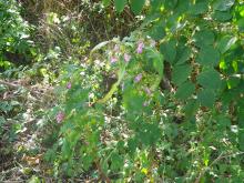 Balsamine de l'Himalaya et renouée du Japon